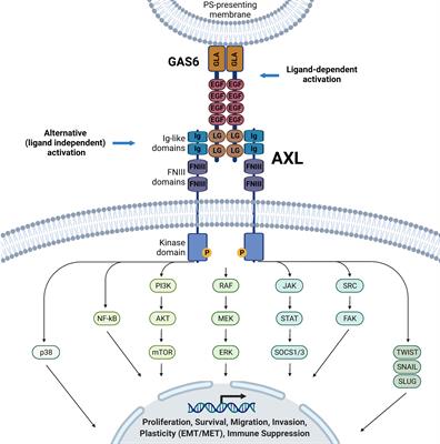 Dissecting the Role of AXL in Cancer Immune Escape and Resistance to Immune Checkpoint Inhibition